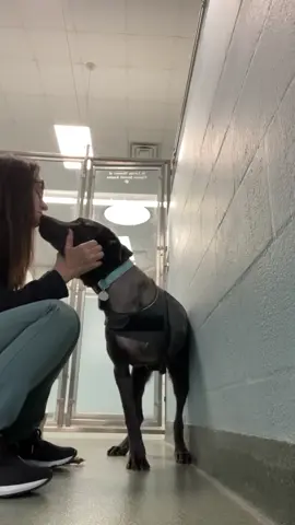 Nigel is the happiest little Weimaraner mix you’ll ever meet, and he’s ready to find a family who will love him as much as he loves everyone he meets! 💛 Despite having a rough start in life, Nigel always has a smile on his face and a wag in his tail. He’s just a puppy who’s growing up in the shelter, learning how to navigate the world on three legs. Our clinic was able to successfully amputate his leg due to brachial plexus avulsion (a serious injury that occurs when the nerve roots in the neck are torn away from the spinal cord). Nigel doesn’t let that slow him down—he’s already mastering his new way of walking and is full of life and love. 🐾   Nigel loves to be petted and shows affection in the sweetest ways, like leaning against your legs for extra cuddles. He walks calmly on a leash, though he sometimes gets a bit excited and barks at other dogs. Because of this, a meet-and-greet will be required for any potential dog siblings. His favorite thing is simply being by your side, soaking up all the love. ❤️   While Nigel gets daily walks at the shelter, he would thrive in a home where he has more space to move around and strengthen his muscles as he adjusts to his new way of moving. With the care and attention of a loving family, he’ll continue to grow into his happiest, healthiest self.  If you’re looking for a playful, affectionate, and resilient pup who will brighten your days, Nigel is your guy! 🏡 Could you be the one to give him the home he’s been waiting for? ✨   If you are able to adopt or foster Nigel, please fill out an application on our website www.humanebroward.com and then come in to the shelter ❤️   If you cannot adopt, please share his post or consider donating to our shelter through our link in bio 🙏   Our shelter is located at 2070 Griffin Road, Fort Lauderdale, FL and opens daily at 11 a.m. If you have any questions call 954-989-3977 ext. 6. #shelterdog #adoptme #adoptdontshop #dogsofinstagram #florida #fortlauderdale #miami #dogsoftheday #dogrescue #dog #dogshelter #animalrescue #animalshelter #adoptashelterdog #adoption #doglover #dogreels #instapet #mutt #muttsofinstagram #AdoptNigel #ThreeLeggedHero #HappiestPup #tripod #weimaraner 