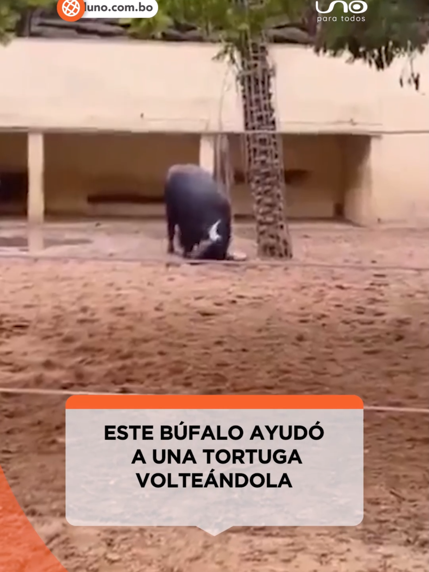 #Curioso · Un usuario de redes sociales capturó el momento en el que un búfalo ayuda volteando una tortuga con unos de sus cuernos y es festejado por los presentes. Visita reduno.com.bo Vía: RRSS #RedUno #Animales #Bufalo #Tortuga