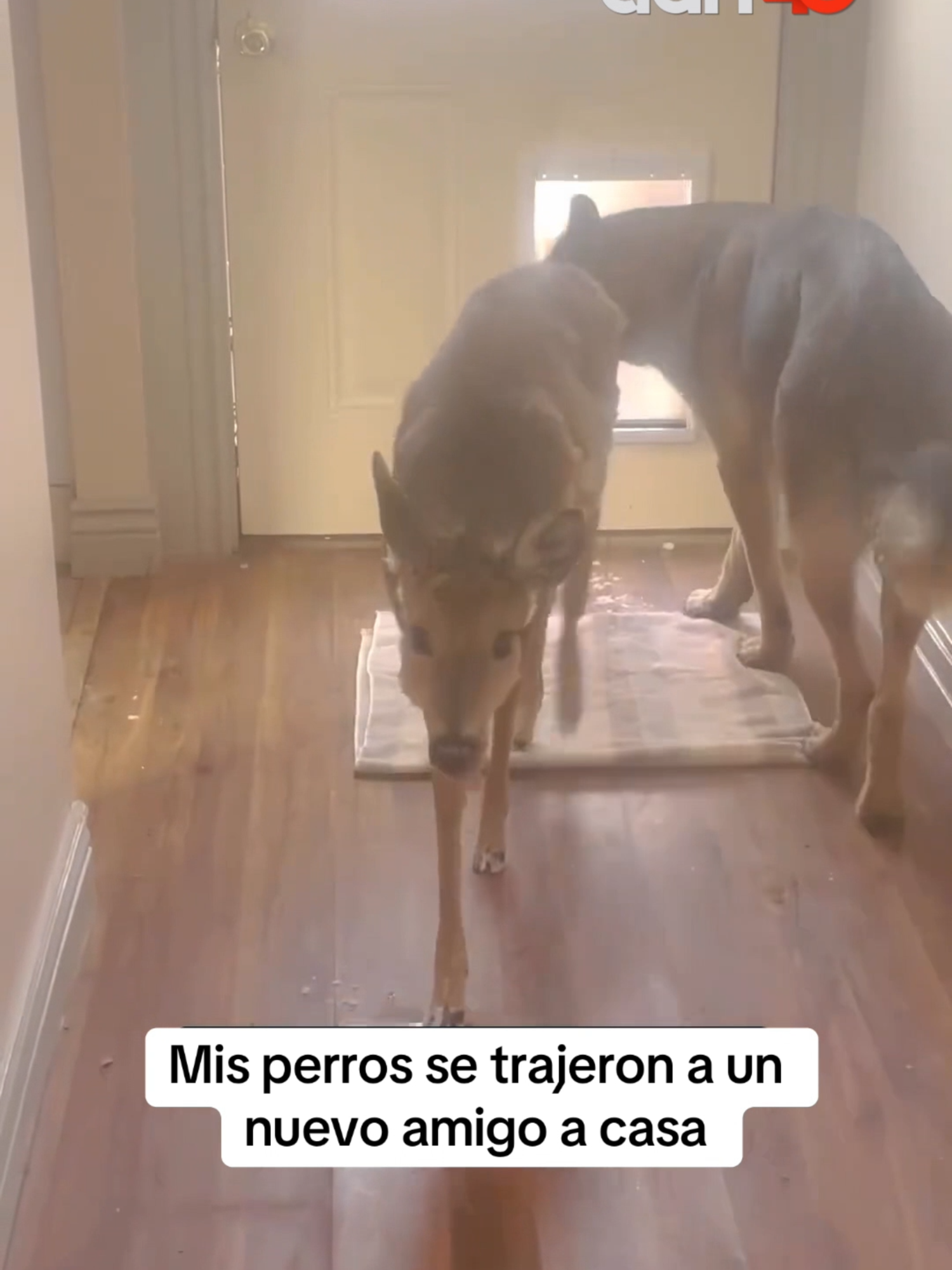 Estos perritos llegaron con un amigo muy divertido, en su casa todos son bienvenidos. #perros #venado #animales #insolito #diversion #viral_video #adn40