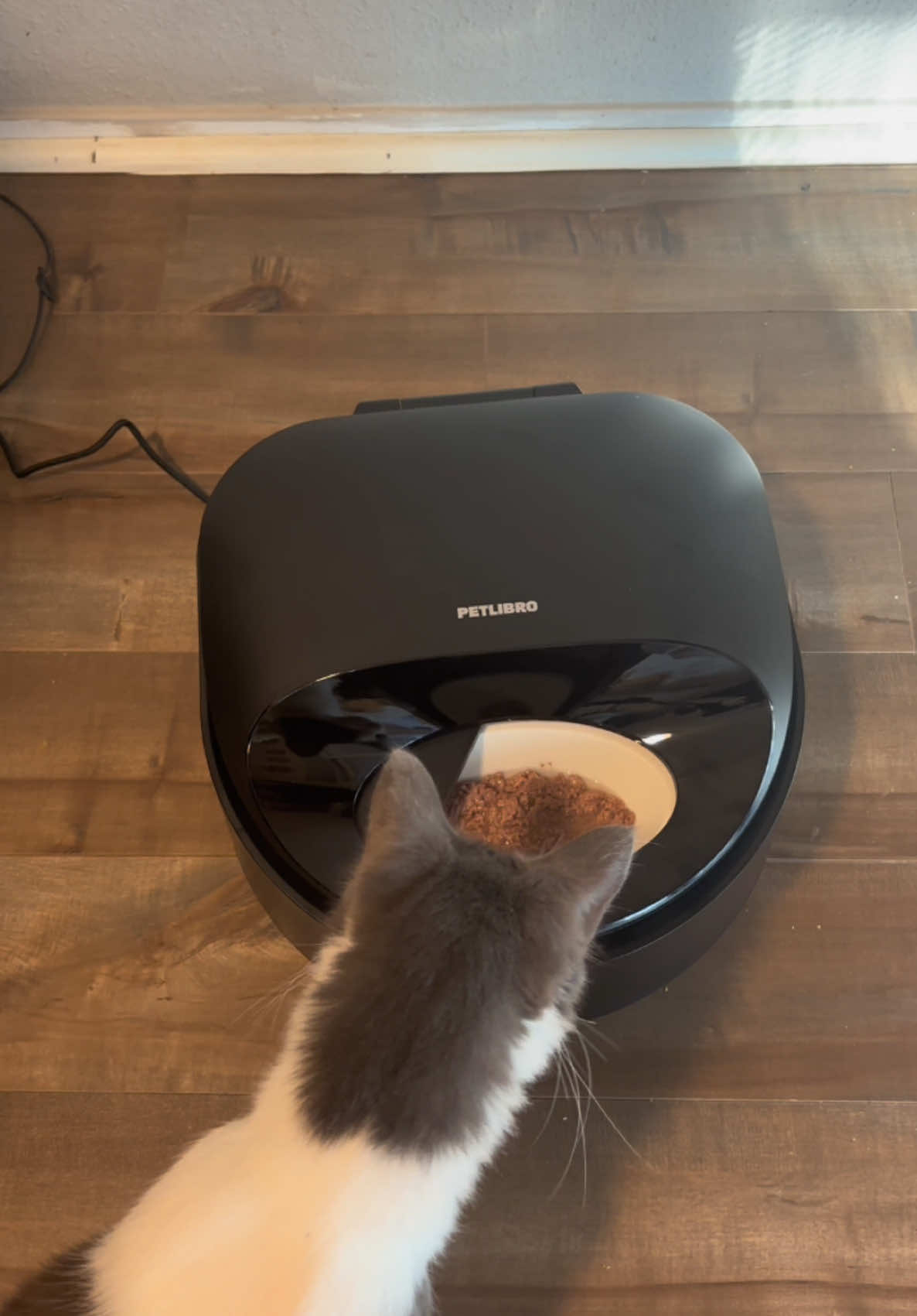 Who ever came up with this idea, thank you so much!! #automaticwetfoodfeeder #automaticcatfeeder #cattok #catlover #catnutritiontips 