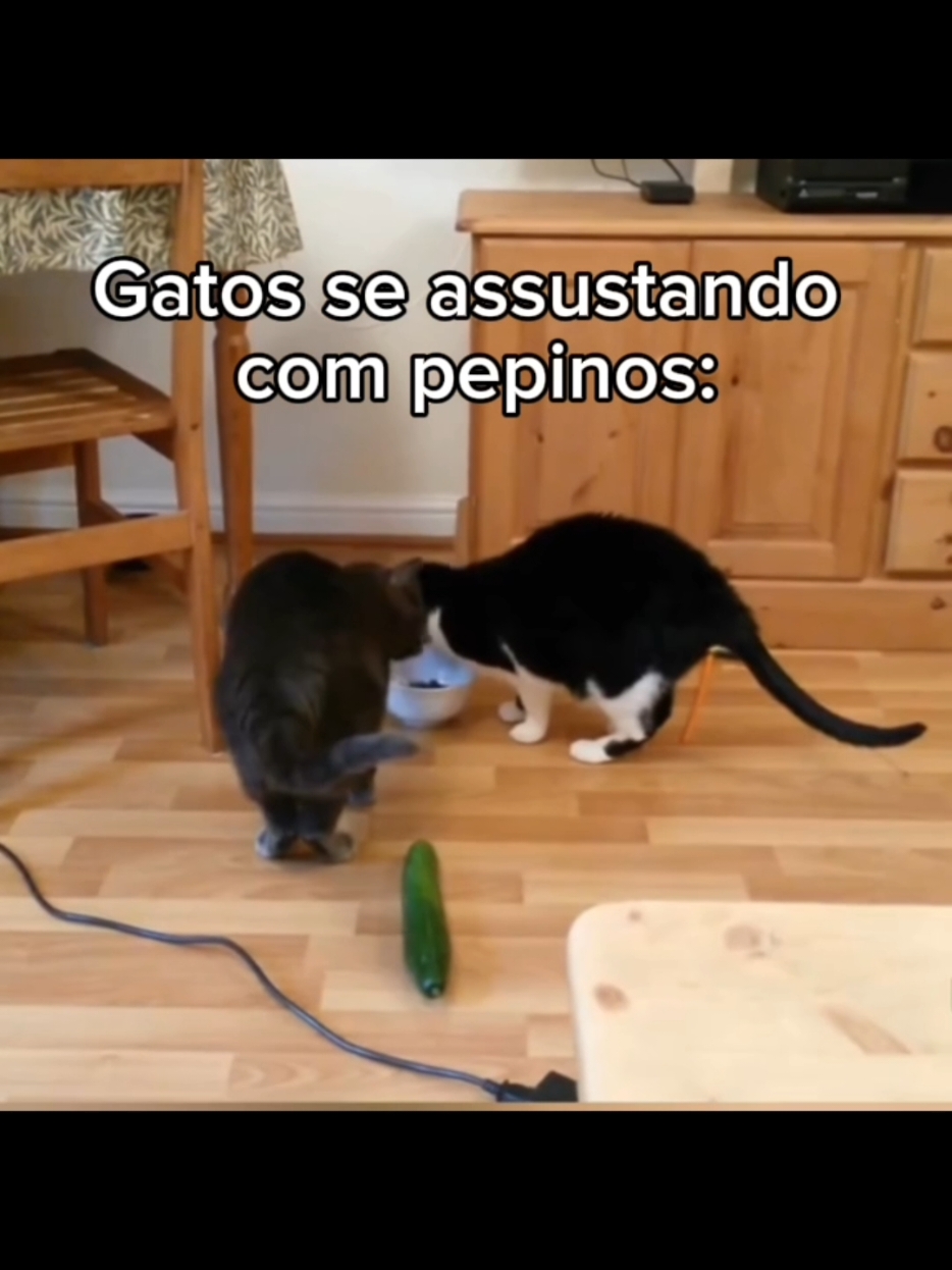 Animais tomando os maiores sustos #animais #fofo #gatos #animaisfofos 