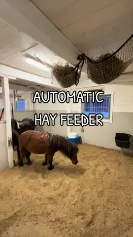 Extra meal at 24.00 🐴🐴 How smart?  . . . #miniaturehorse #horses #horselover #horsetrainer #equestrian #horsesoftiktok #equestrianlife #equestriangirl 