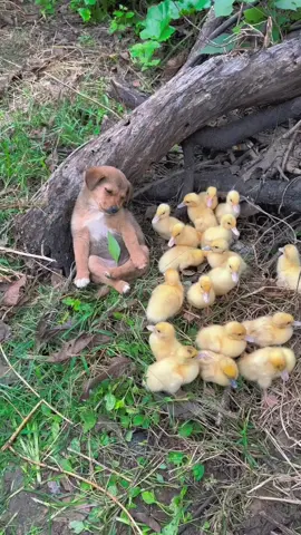 I'm just so sleepy.#dog #duck 
