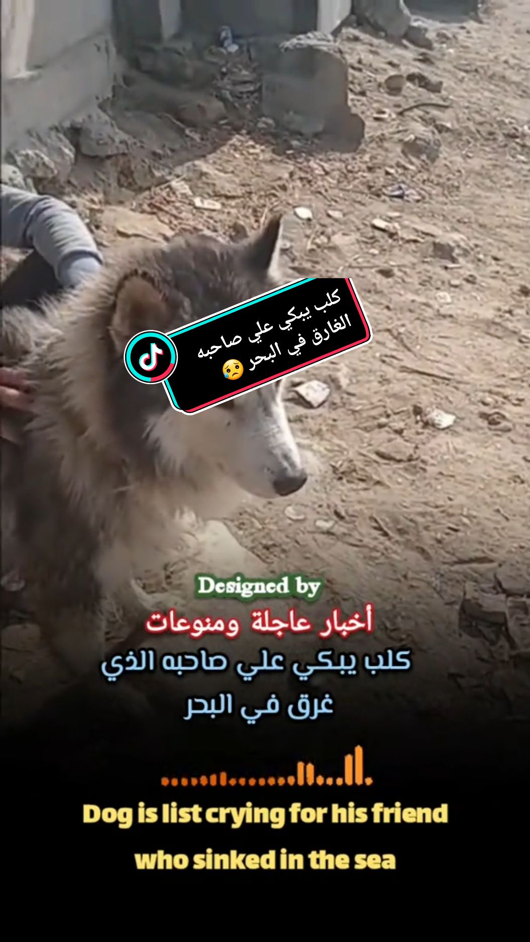 كلب يبكي وينادي علي صاحبه الذي غرق في البحر 😥 Dog is list crying for his friend who sinked in the sea😥😥 #usa🇺🇸 