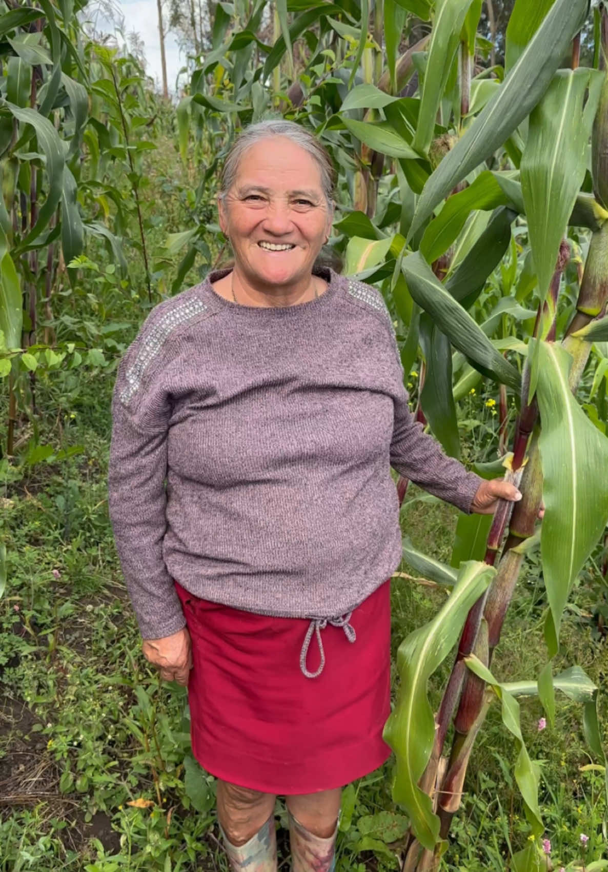 Como hacer para una sola caña de produzca mas de 3 mazorcas 🌽😍