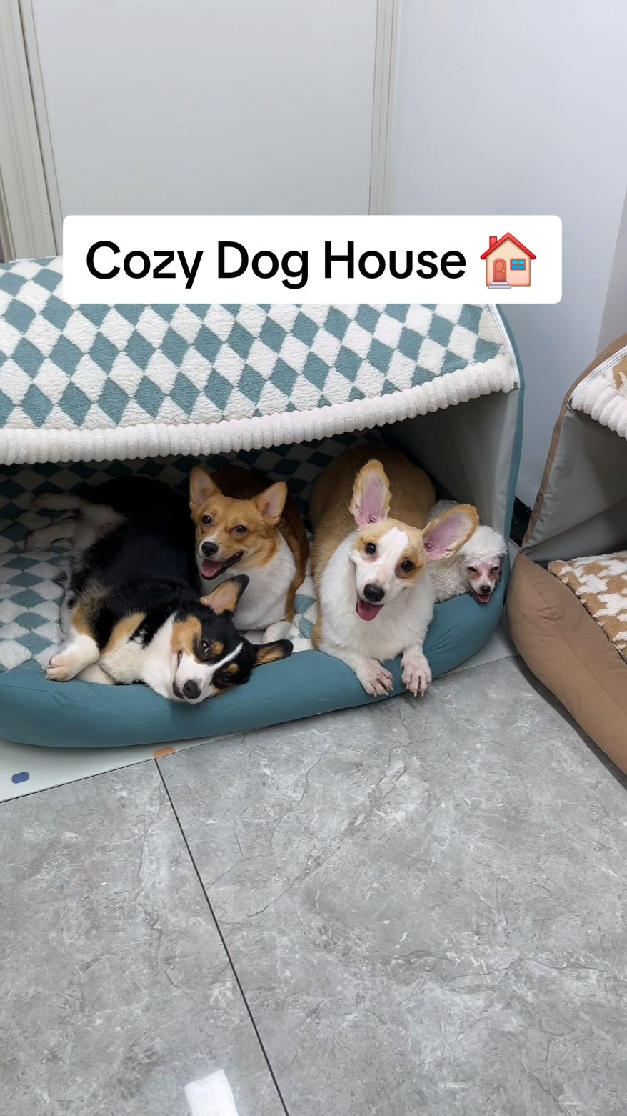 Cozy Dog House 🏠  #doghouse #warmhouse #dogproducts #dogs 