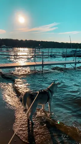 Life of a Husky 🩵 #siberianhusky #newhampshire #lakewinnipesaukee #summertimevibes #thisview #huskylife #ducklings #sunsets #whitehusky #waves #summervacay #livinghisbestlife #bostonboy #drexel #waterside #perfectview #huskylove #blueskiesandsunshine #CapCut 