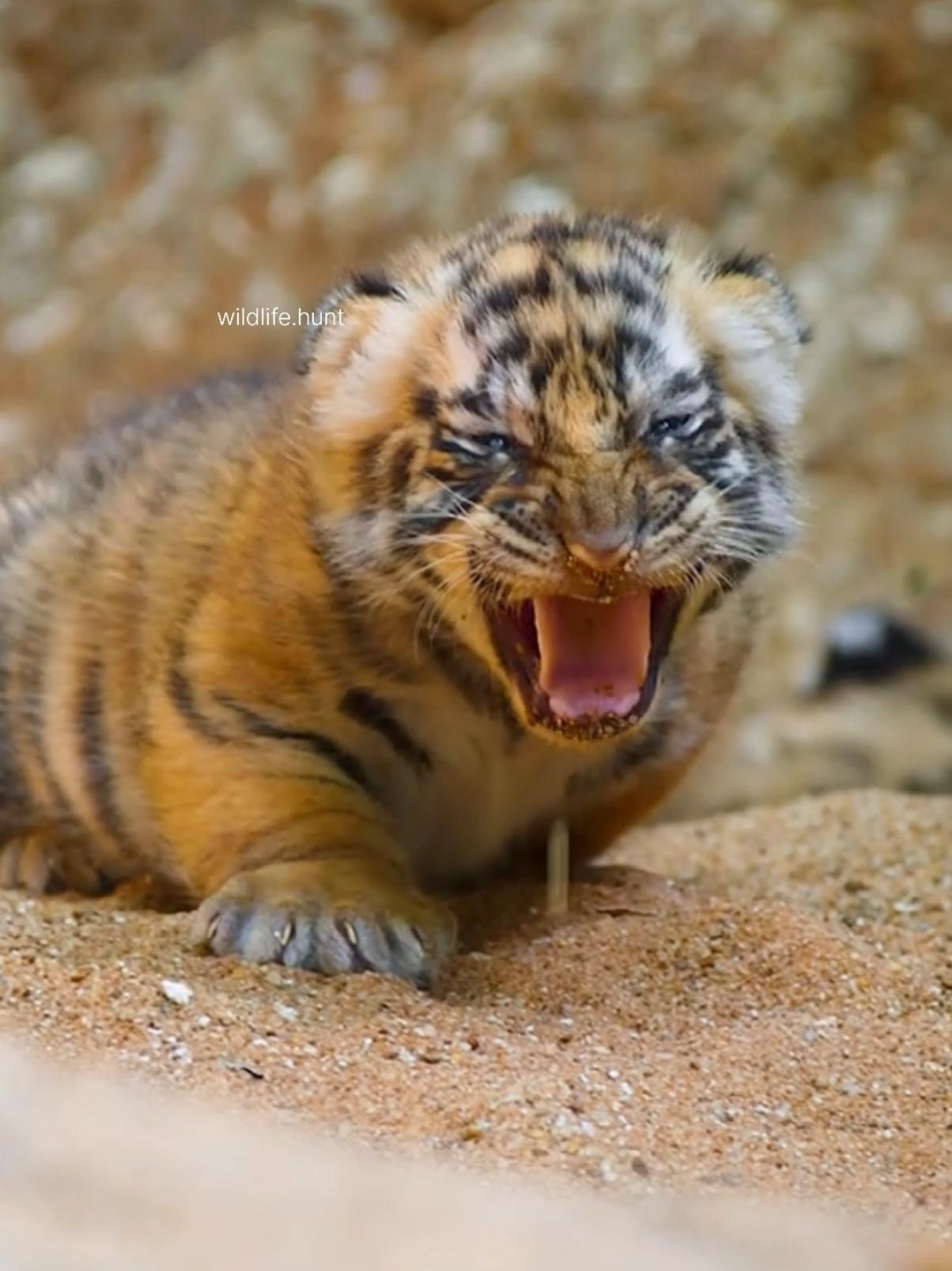 #tiger #mother #attack #snake #foryoupage❤️❤️ #fypviralシ #animal #amazing #nature 