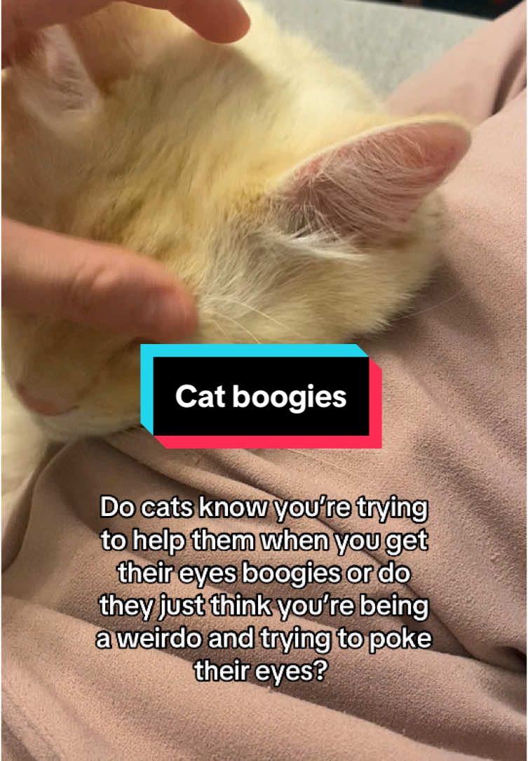 Do you help clean their eue boggies? How do they react? 🤔 #catsoftiktok #catlover #neko #chat #gato #catsoftiktok #funnycatvideo #funnyvideos😂 #cattok 