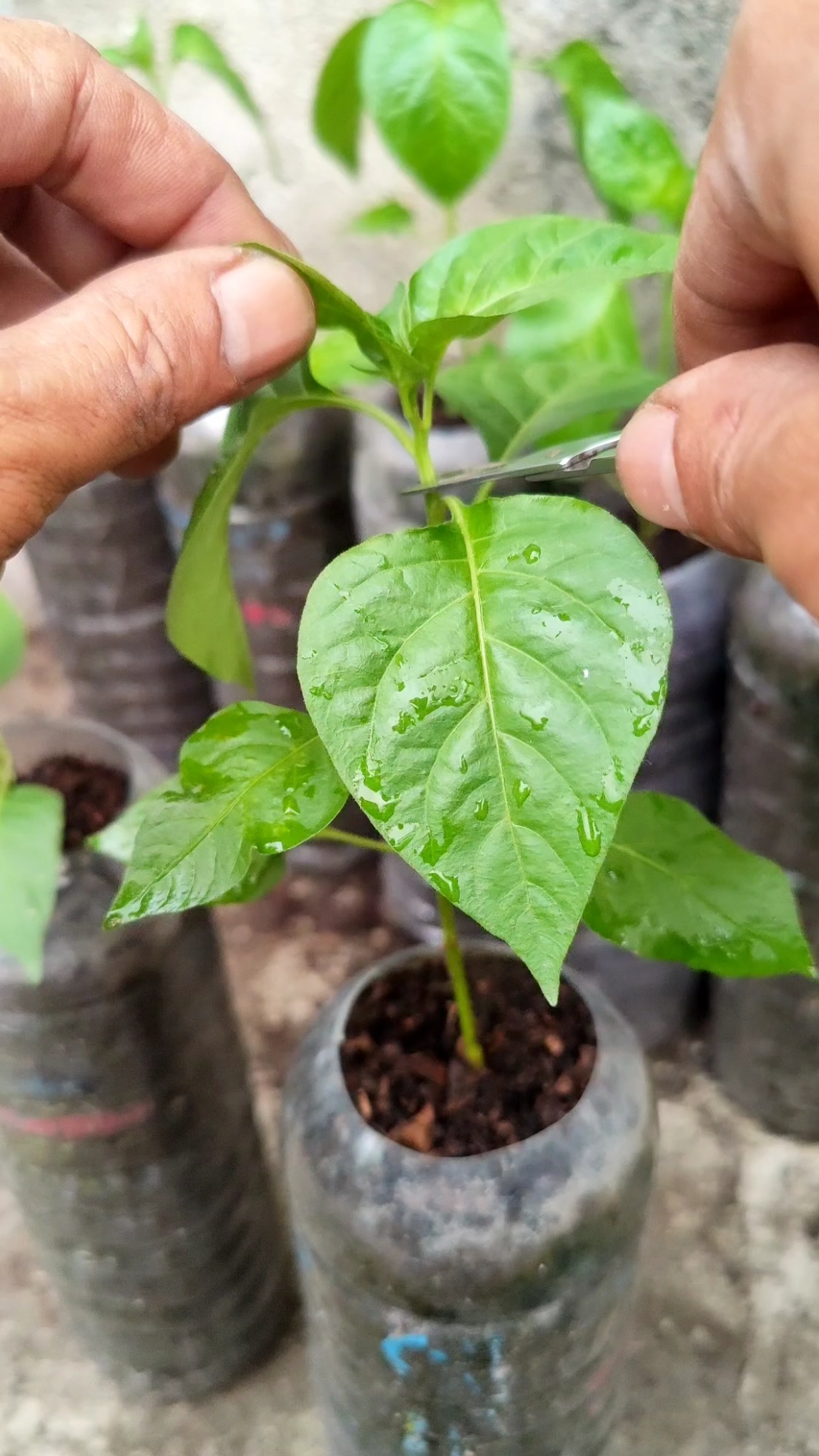 Update pertumbuhan cabe potong pucuk.  #berkebun #gardening #tips