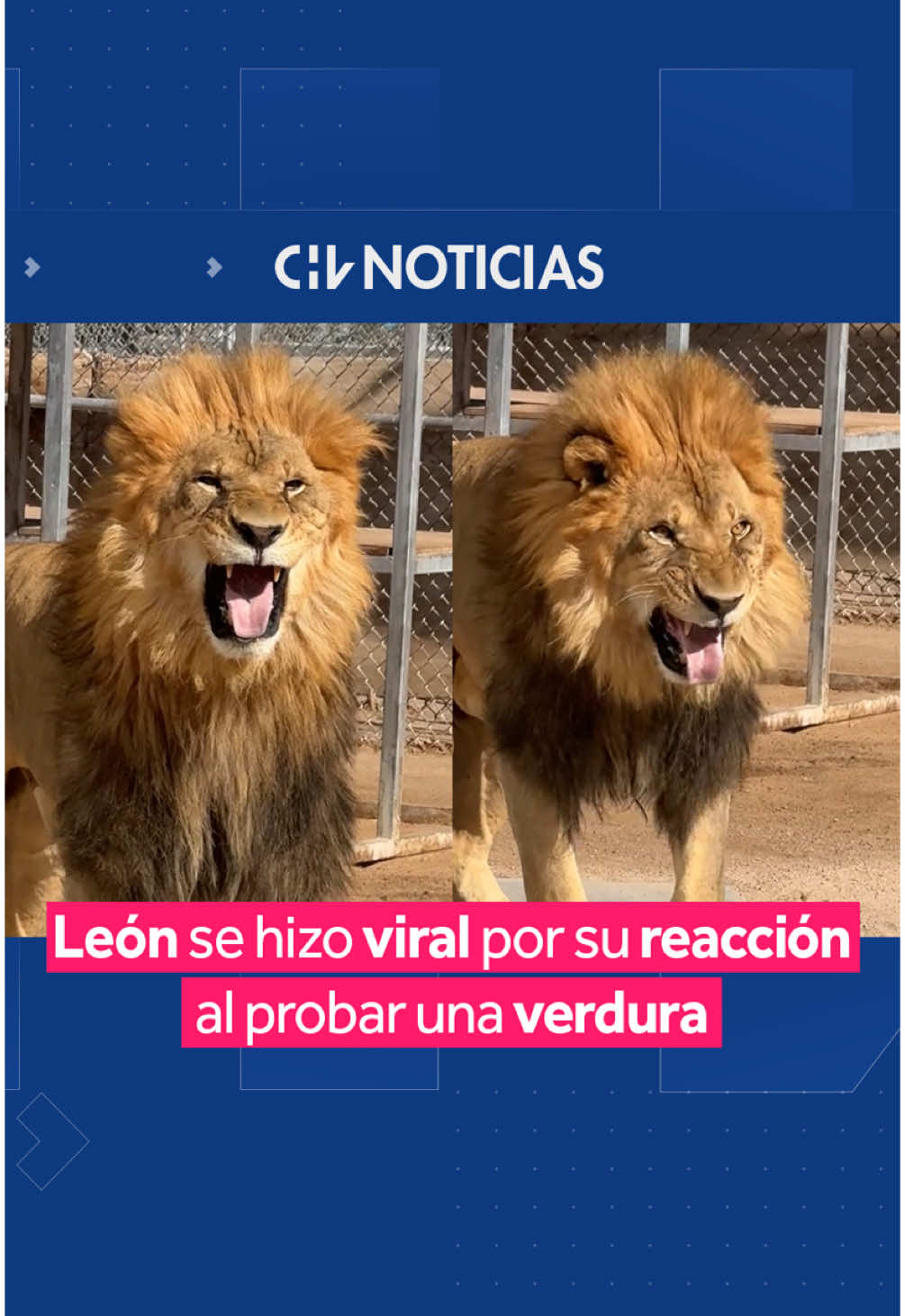 ¡NO LE GUSTÓ PARA NADA! 🤣 🦁 A través de redes sociales, un león se hizo viral por su hilarante reacción al comer por primera vez una verdura. 🇺🇸 Se trata de Harry, felino que vive en el Lion Habitat de Las Vegas y que puso una verdadera cara de disgusto al intentar comerse una lechuga. 👉 El video ha causado tanto furor que ha sumado más de 8 millones de visualizaciones y más de 1 millón de likes. ¿Qué te parece? #CHVNoticias #ViralCHV #InternacionalCHV