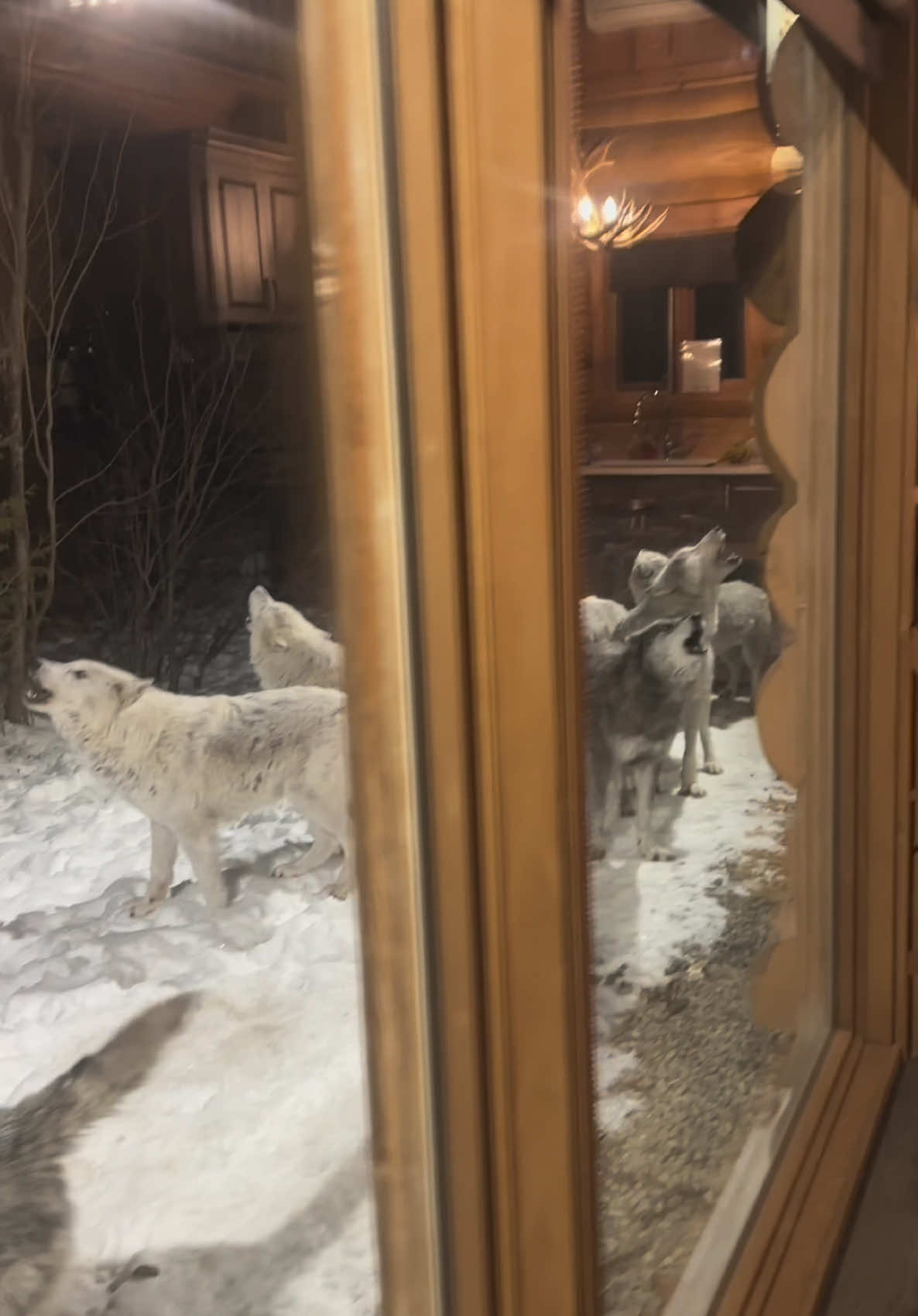 Would you stay in this wolf cabin?  @Maya Dutch #wolf #wolfpack #canada #wolfcabin 