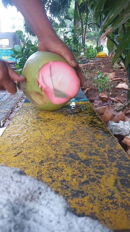 kelapa wulung #kelapaijo #kelapamuda #kelapawulung #lampungtimur #berkahCM #viral #jakarta 