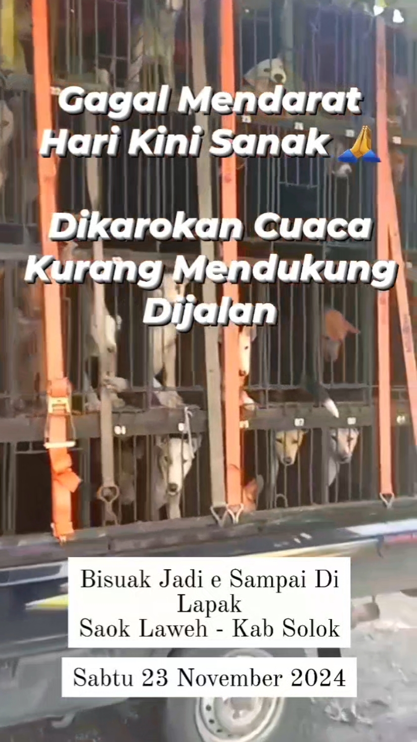 Insyaallah Bisuak Jadi e Tibo Di Solok Sanak Sahobi 🙏🙏 Dikaronakan Cuaca Nan Indak Memadai Di Jalan, Jadi Bisuak Hari Sabtu Tibo e Sanak Tgl 23 November 2024 Sabanyak 31 Ikua Trip Partamo ( Tahap Awal ) #pasaranjingsolok #pasaranjingsaoklaweh #pasaranjingpemburu