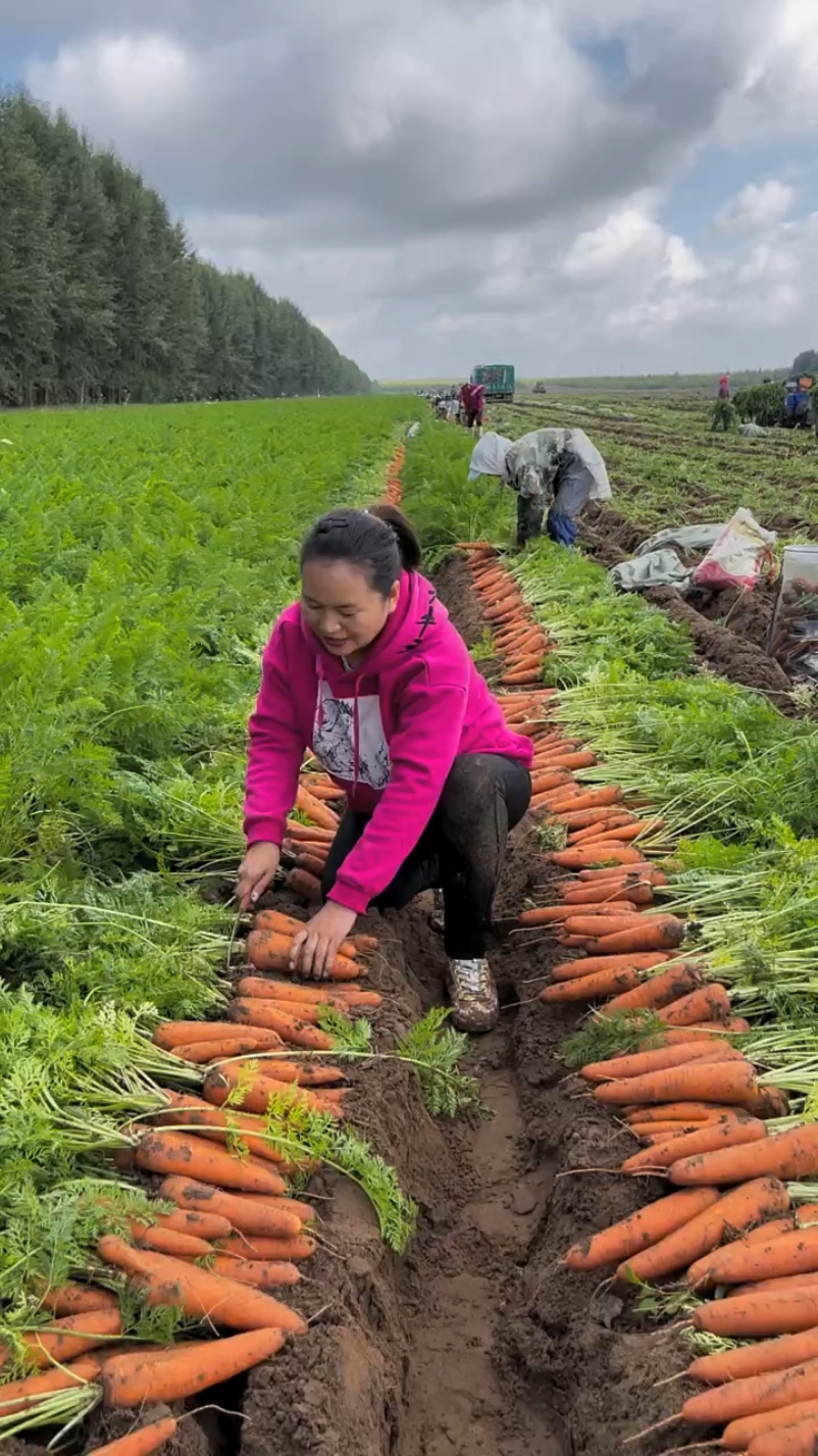 Carrot harvesting so cool #fruitcutting #agriculture #satisfying #harvest #carrots 