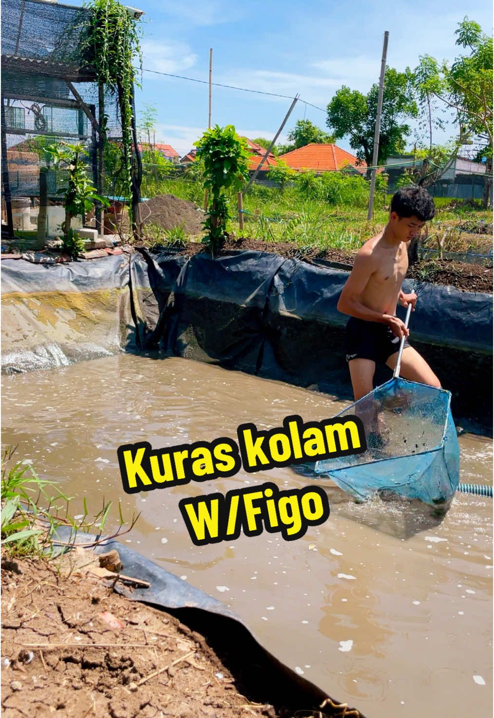 #pasuruan #indonesia #jawatimur #budidayaikan #kolamrenang #ikan 