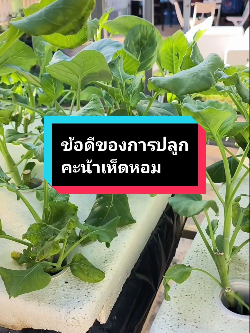 ข้อดีของการปลูกคะน้าเห็ดหอม#ผักไฮโดรโปรนิกส์ #คะน้าเห็ดหอม #ปลูกผักกินเอง #แม่บักเคลป้ายยา 