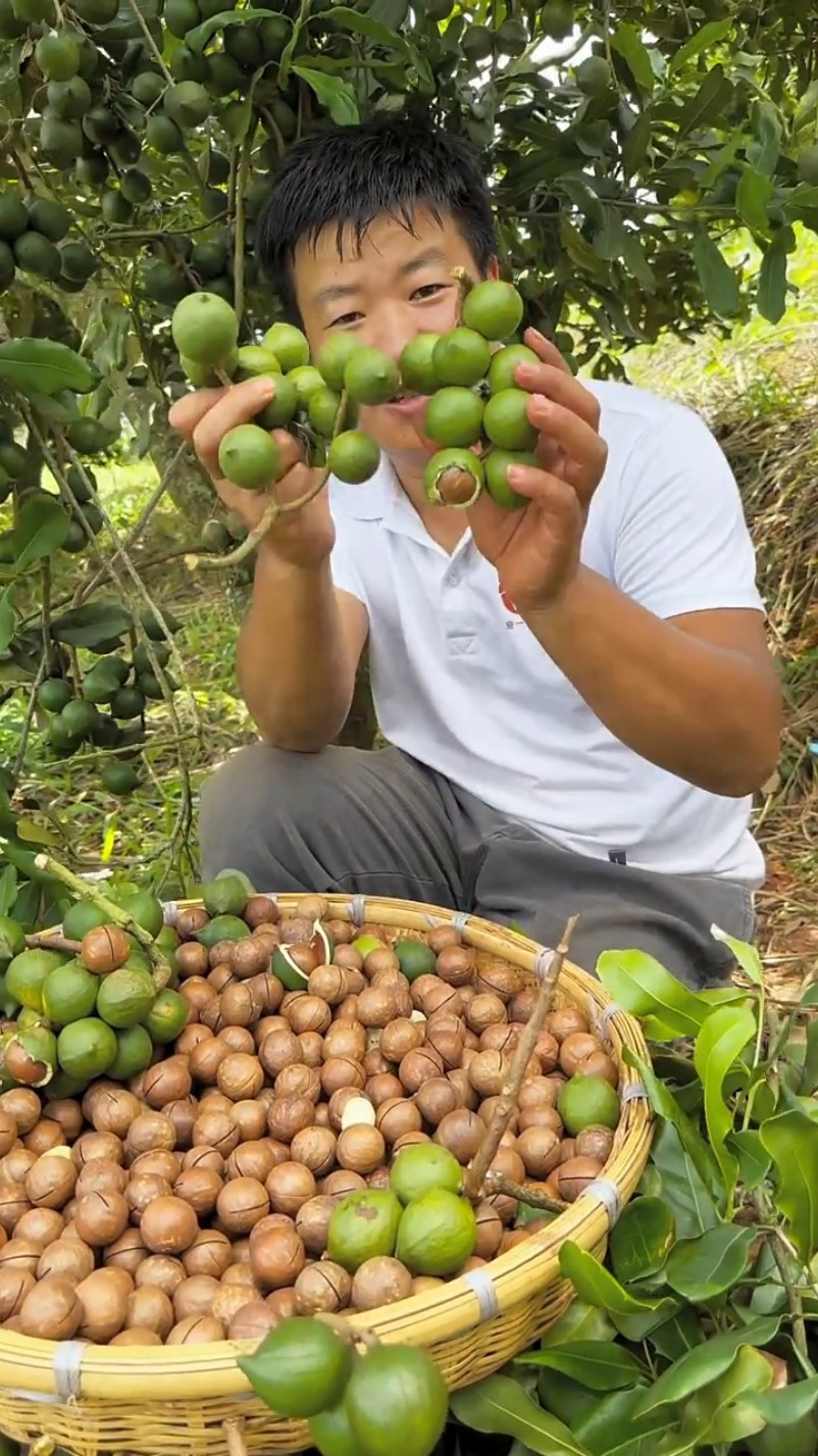 Fresh macadamia nuts harvest #satisfying #harvest #macadamianuts #fresh #farming 