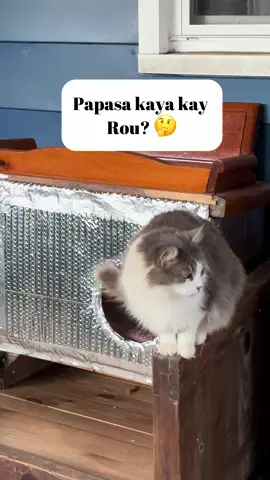 Papasa kaya kay Rou? 🤔 #followers #catlovers 