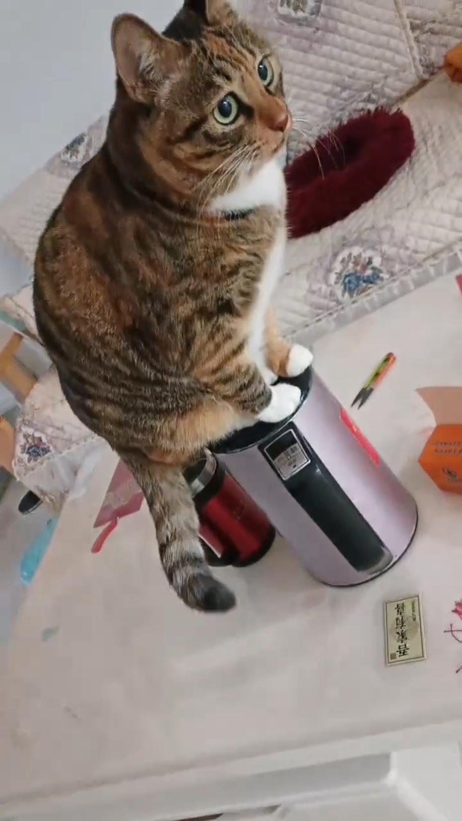 When it's cold, the kitten likes to sit on the electric kettle.😂#fyp #kittens #catsoftiktok #funny #cutecat 