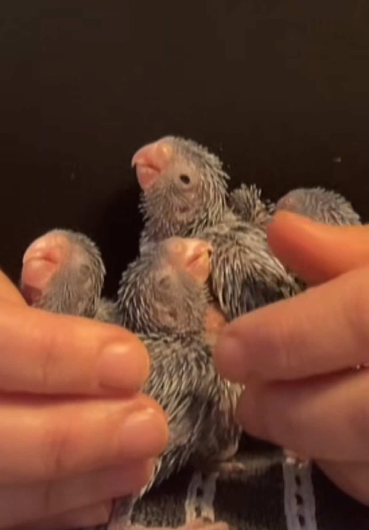 Flashback of these 4 porcupines, see my ‘Hatchlings’ playlist to watch more of their journey 💕 These 4 fluffy baby Parrotlets are stumbling over for snuggles after a hearty meal. Prepare for a cuteness overload!  #ParrotletSnuggles #BirdBabies #CuddleSquad #parrotlet #PetsOfTikTok #birdnerd  #ParrotletLove #birdsoftiktok #parrotsoftiktok #birds #birdtok #birdslove #fyp #cutebird #parrotletsoftiktok #birdsoftiktok