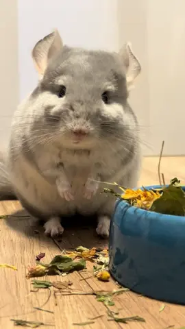 Good Morning Chin Friends 🥳🫶🏼 Hope you have all a Chintastic day 💕🥰 #chinchilla #chin #pets #fluffy #animals #chinchillasoftiktok #cute 