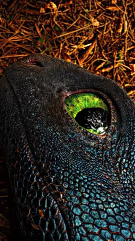 How to trainyour dragon 4k 60fps #howtotrainyourdragon #httyd #aesthetic #typ #fyp #explore #explorepage #instagood #trending