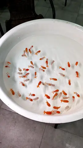 baby ponyooo #ranchu #kwangoldfish #goldfish #ponyo 