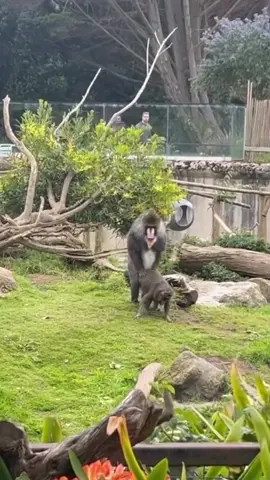 monkeys love moment ❤️  #monkey #monkeys #monk #monkeydluffy #animals #monkfruit #monkeymemes #monkees #shorts 