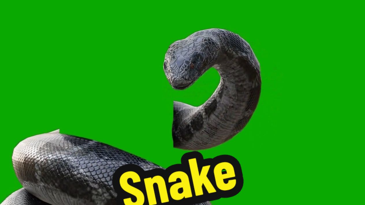 Snake #greenscreenchallenge #greenscreen #greenscreenvideo #greenscreeneffect #foryou #fyp #pfy #snake