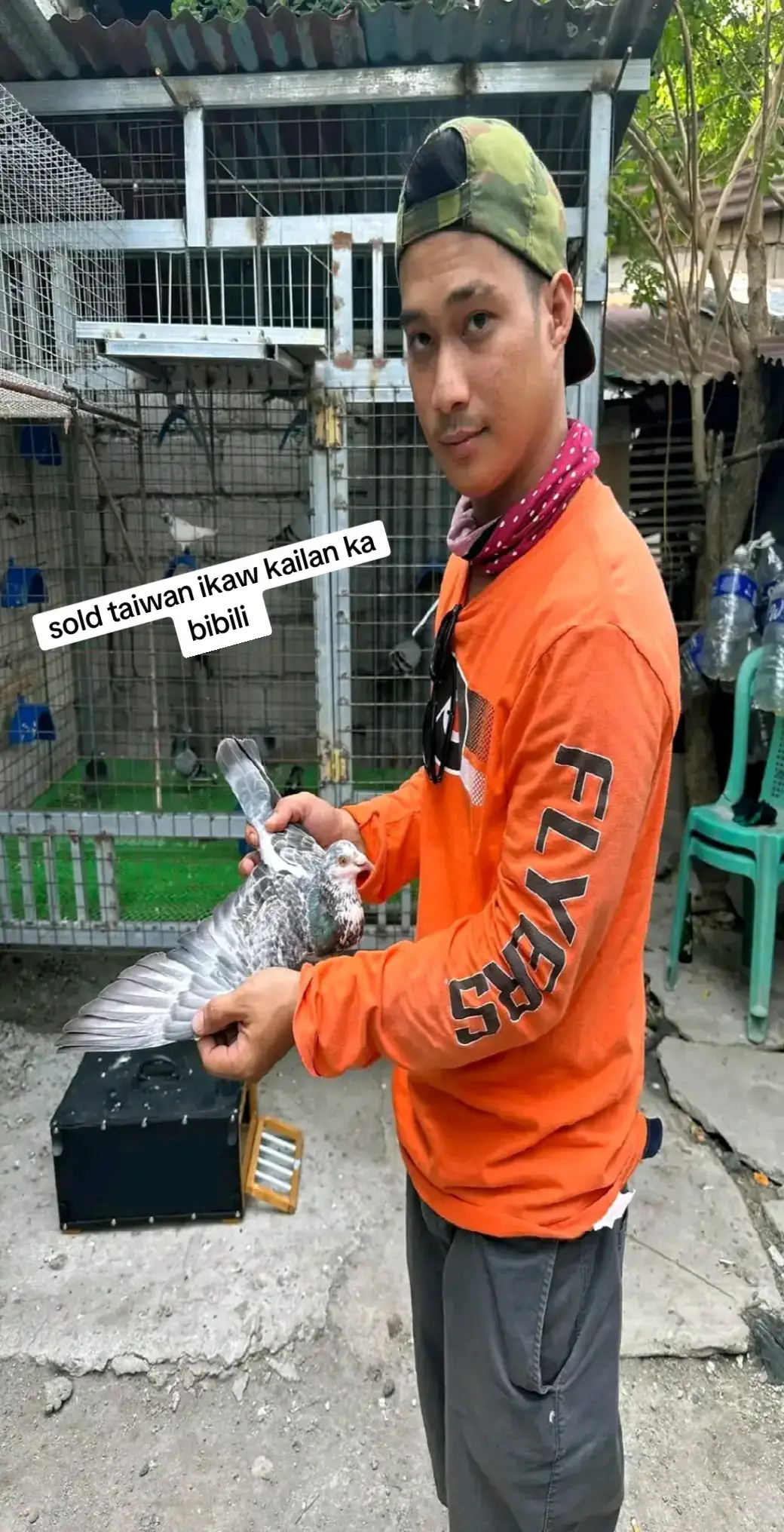 ty idol sold Taiwan birs off color  #taiwan🇹🇼 #racingpigeon 