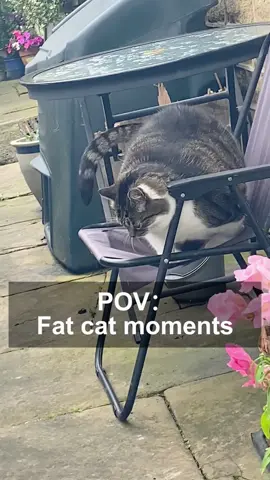 😺😺#cat #cats #funny #fyp #pet #animals #catlover #catsoftiktok 