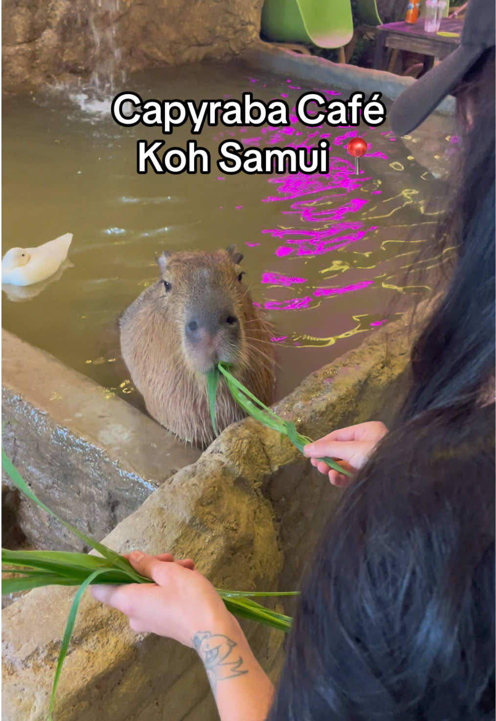 #capybara #capybaratiktok #kohsamui #capybaralove 