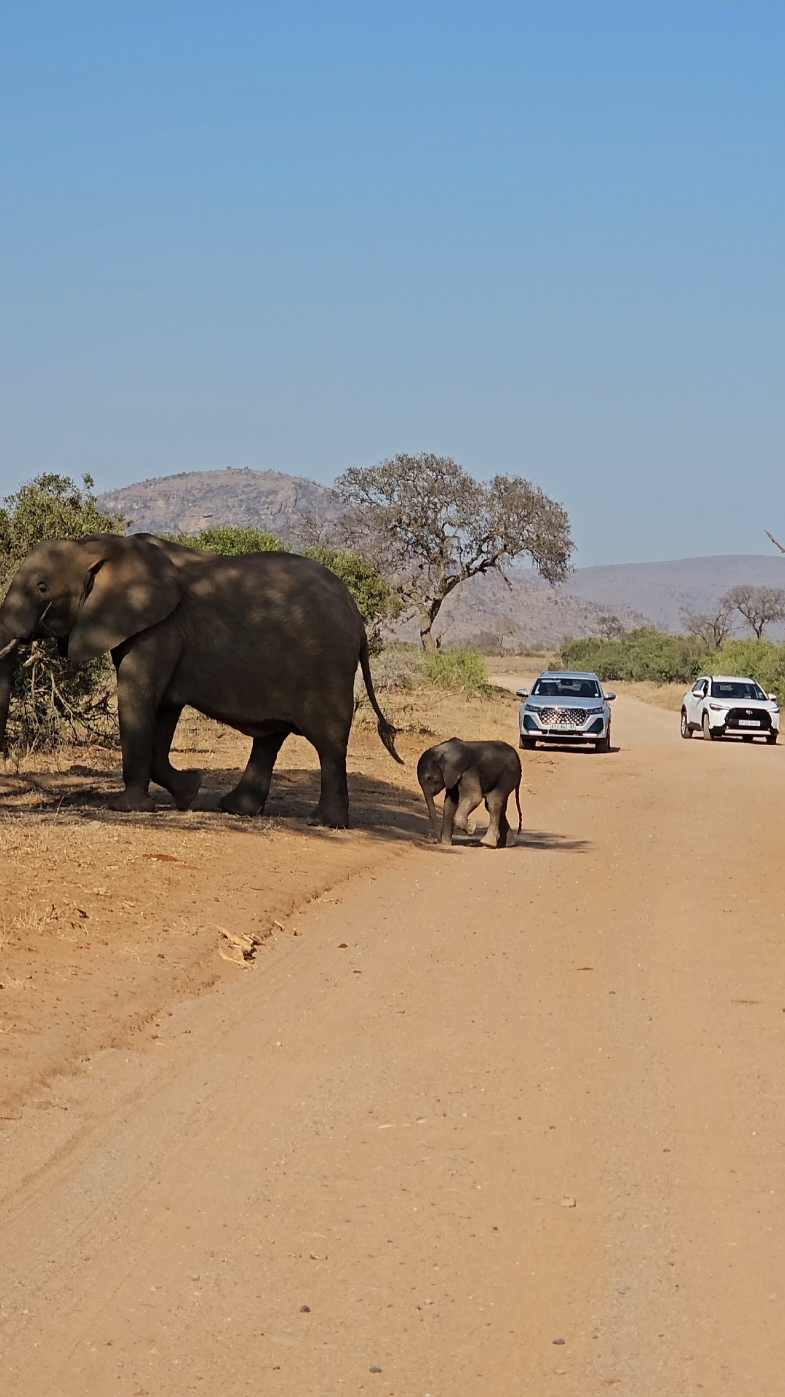 Baby Ellie stands on his trunk. Guys I had to share this one, you know an Elephant is new when not only does he have no control over his trunk but he also stands on it while. Happy Friday everyone!! hope this makes you all smile ❤️❤️❤️❤️ #nature #wild #elephant #baby #funnyanimals #krugergonewild #krugerpark #krugernationalpark #reels_tiktok #trending #trendingreel #babyanimals #safari #photography #fyp #thisisafrica #big5 #videoviral #wildanimalsoftiktok #funnyvideos😂 #animalsoftiktok #wildanimals #thisissouthafrica 