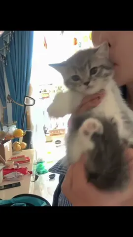 I love this #cutecat #pet #kucing #kitty 