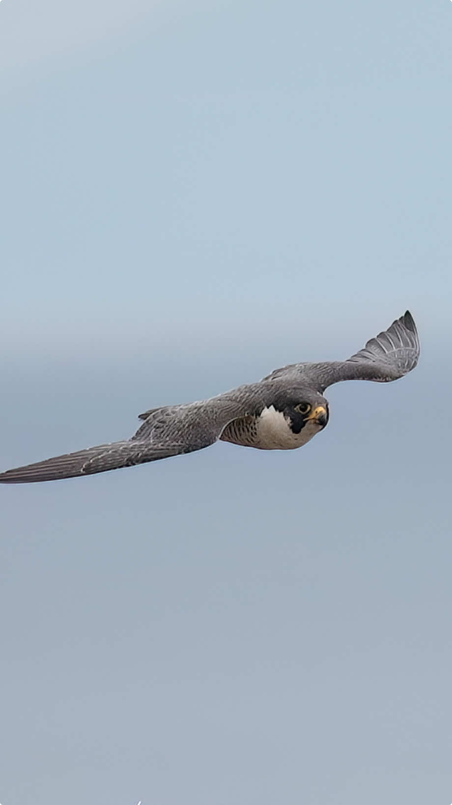 Peregrine Falcon aka Maxine ruling over her airspace. #falcon #peregrinefalcon #birdsofprey