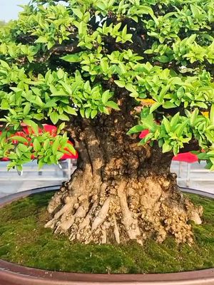 tác phẩm bonsai đẹp (p29)#bonsai #bonsaivietnam🇻🇳 #bonsaivietnam #bonsaiindonesia #bonsaimini #maichieuthuybonsai #maichieuthuynugocong #bonsaithanhlam_63