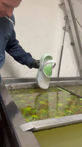 Hydro Dipping Crocs #satisfying #hydrodipping 