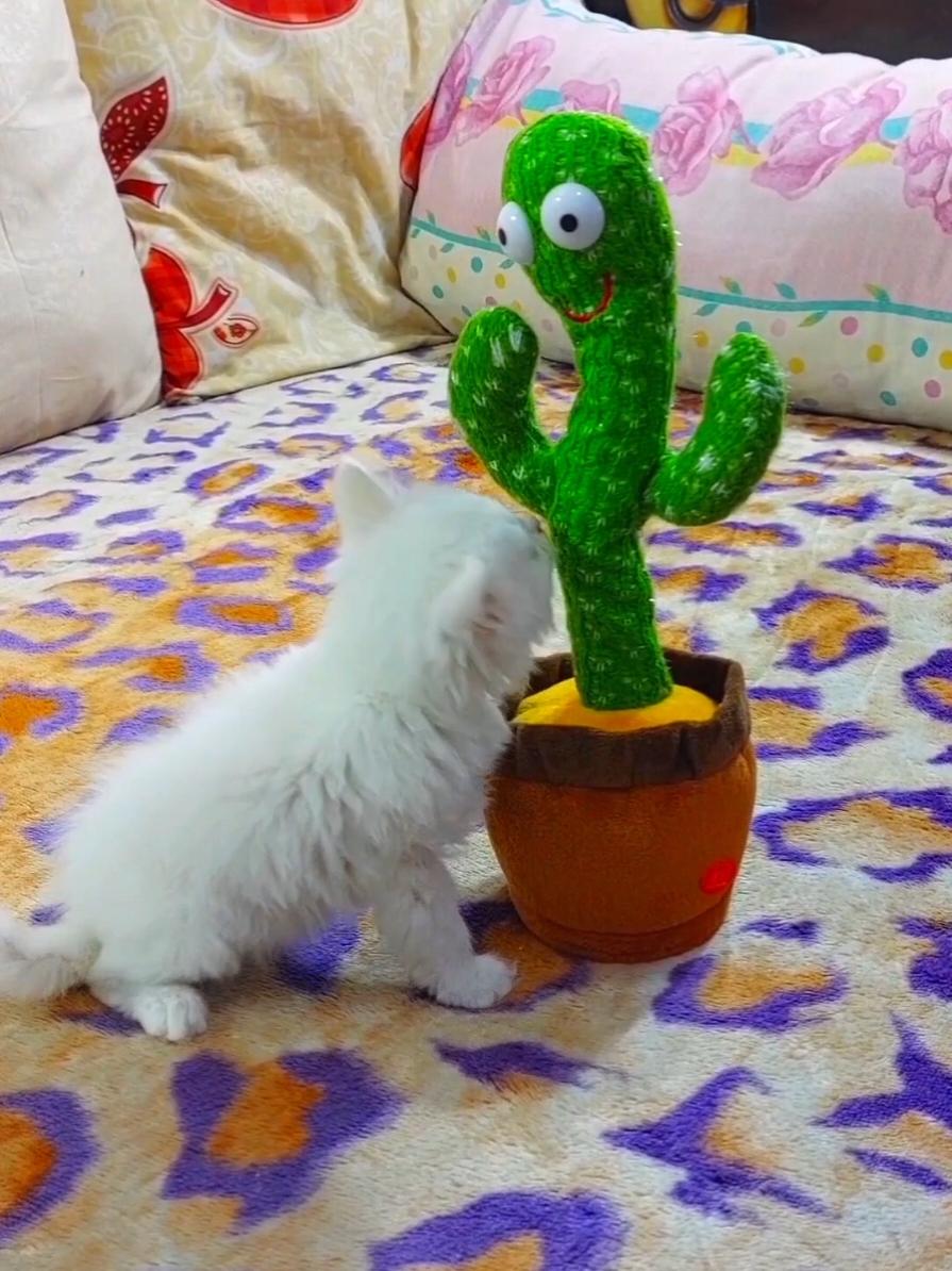 Cactus Dances and Imitates Kitten’s Meow! See the HILARIOUS Reaction!