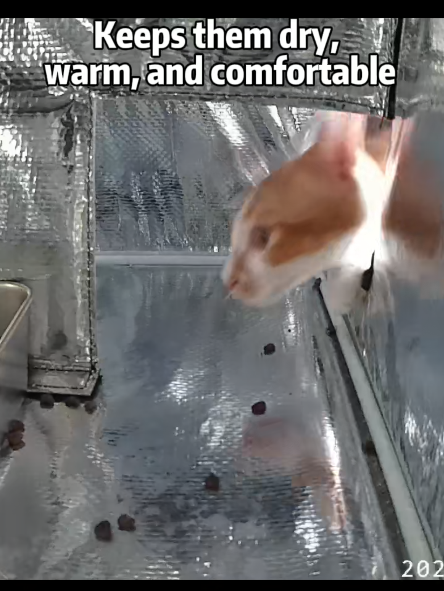 🎥 See their journey. Help make a difference.#clawsable  #RescueCats #ClawsableCares #EveryLifeMatters #rescuestory #savealife #cathouse #heatedcathouse #OutdoorCats #FeralCatCare #cozycats #catshelter #catloversclub #catproducts #feralcats #rescuecat #straycat #wintercats #shelter #feralcatsoftictok #tiktokshopblackfriday #tiktokshopcybermonday