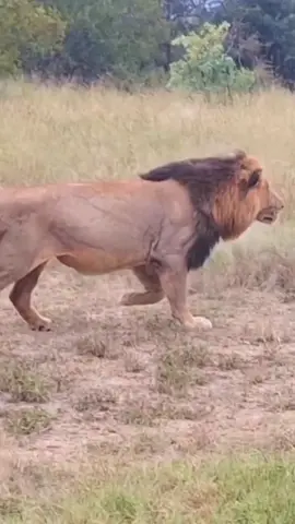 Heart-Stopping Moment: Lion Hunts Wild Dog While Pack Tries to Help #LionHunt #WildDog #NatureDrama #WildlifeAction #SurvivalInTheWild