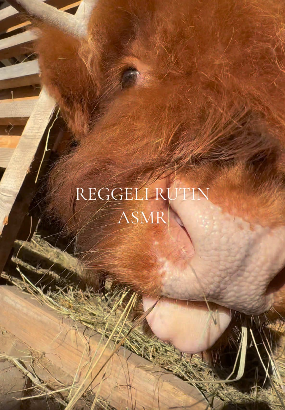 Hangot fel🤪#cow #minicow #farm #farmlife 
