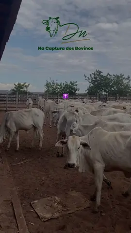 #nacapturadosbovinos #boiadeiro #deus_no_controle #nossasenhoraaparecida #nelore #nelorebrasil #nelorebahia #agronaopara🇧🇷🚜🌱 #osmeninosdapecuaria #pecuariabrasil🇧🇷🐂🐂🐂🐂 #brasilqueproduz #bahiaagro🍃👨‍🌾 #fazendeiro #caipira 
