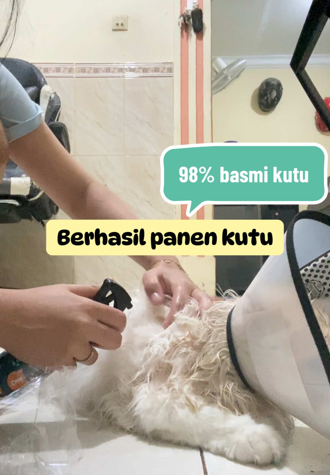 Berhasilll ‼️ Udah pernah cara ini ? Coba deh auto panen kutu kuprett .. . . #spraykutukucing #obatkutu #goldenpawid @goldenpaw.id #basmikutukucing #kutukucing #kucingkutuan #kucing 