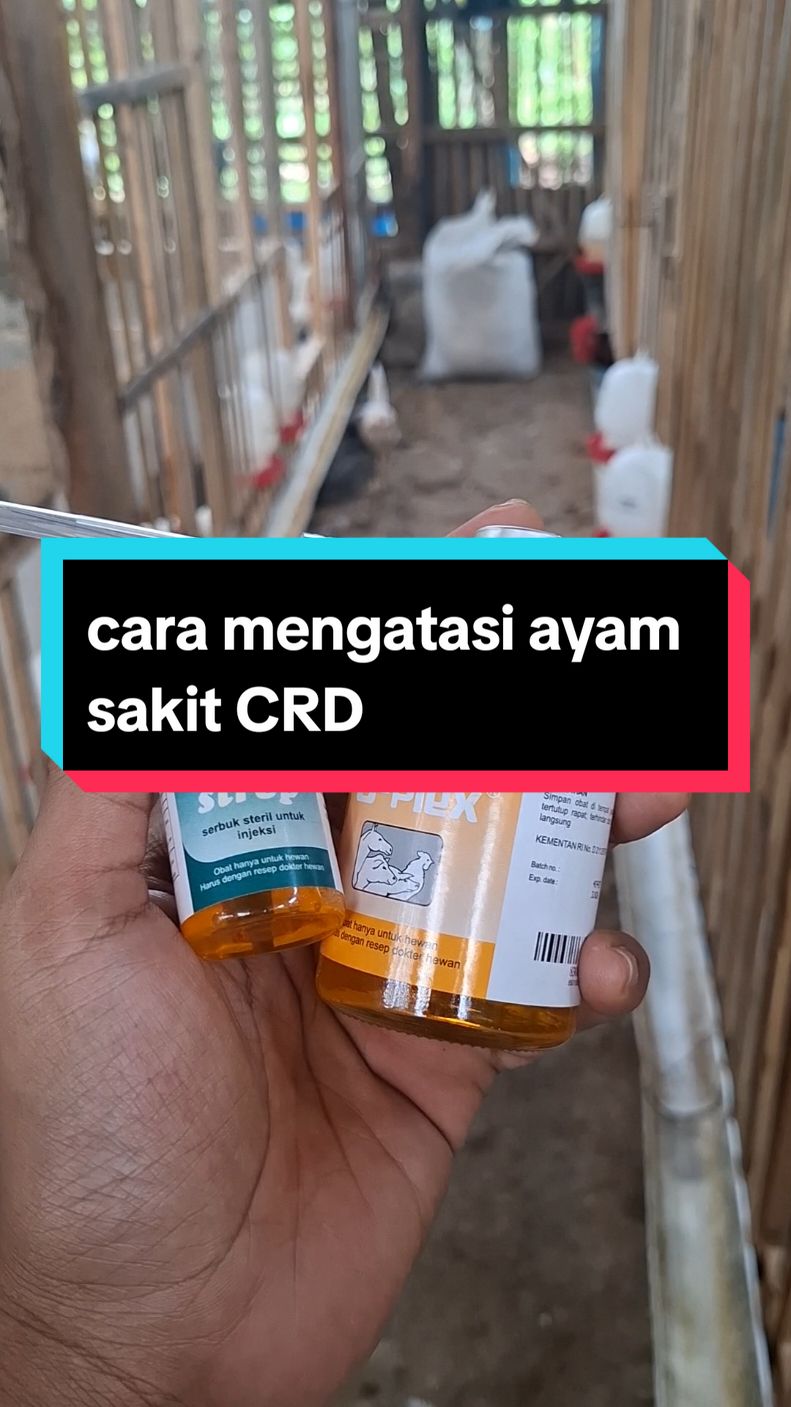 untuk penggunaan vetsrep bisanya di mix dengan vit B complex dengan perbandingan 5gr vetsrep + 15-20ml B complex, untuk dosis penggunaan bisa di suntikan 0,5-1ml tiap kilo berat badan, cara ini bisa di ulangi hingga 3 hari berturut2. #peternakmilenial #ayamsakit #peternakmuda #peternakmuda 