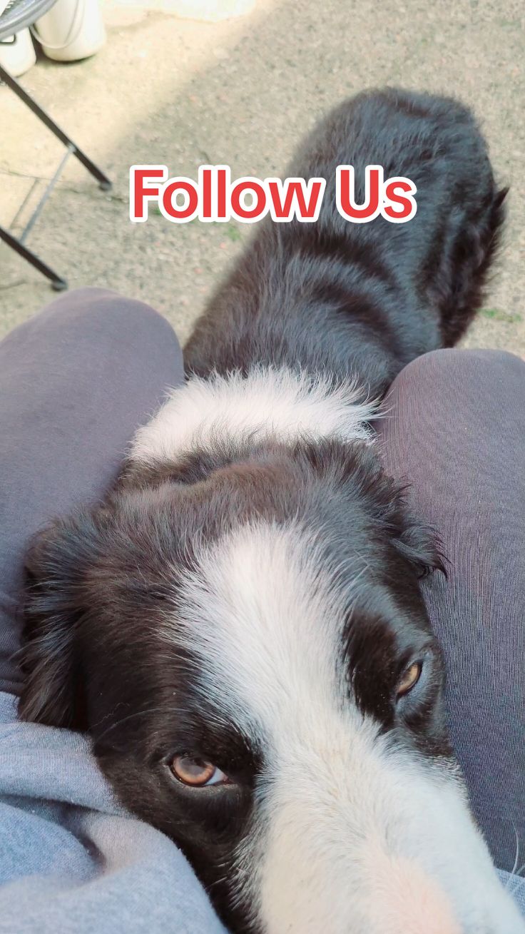 My Superstar 🤩 #fetchking  #milothecollie5 #traineddog #DogTraining #colliedog 