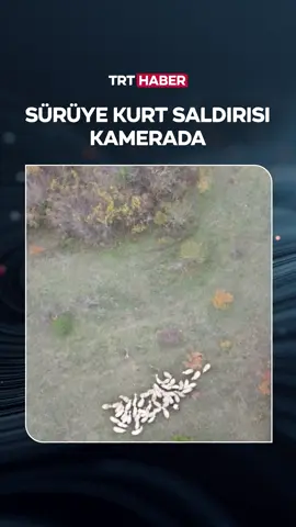 Dronla kayıp koyunlarını ararken kurtların saldırısını görüntüledi. 📍️Bartın #koyun #kurt #drone