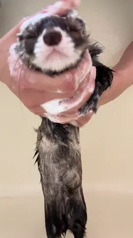 #フェレット #ペット #小動物 #ferret #変な生き物 #可愛い #ふわもこ部 #もふもふ #トリミング #シャンプー 
