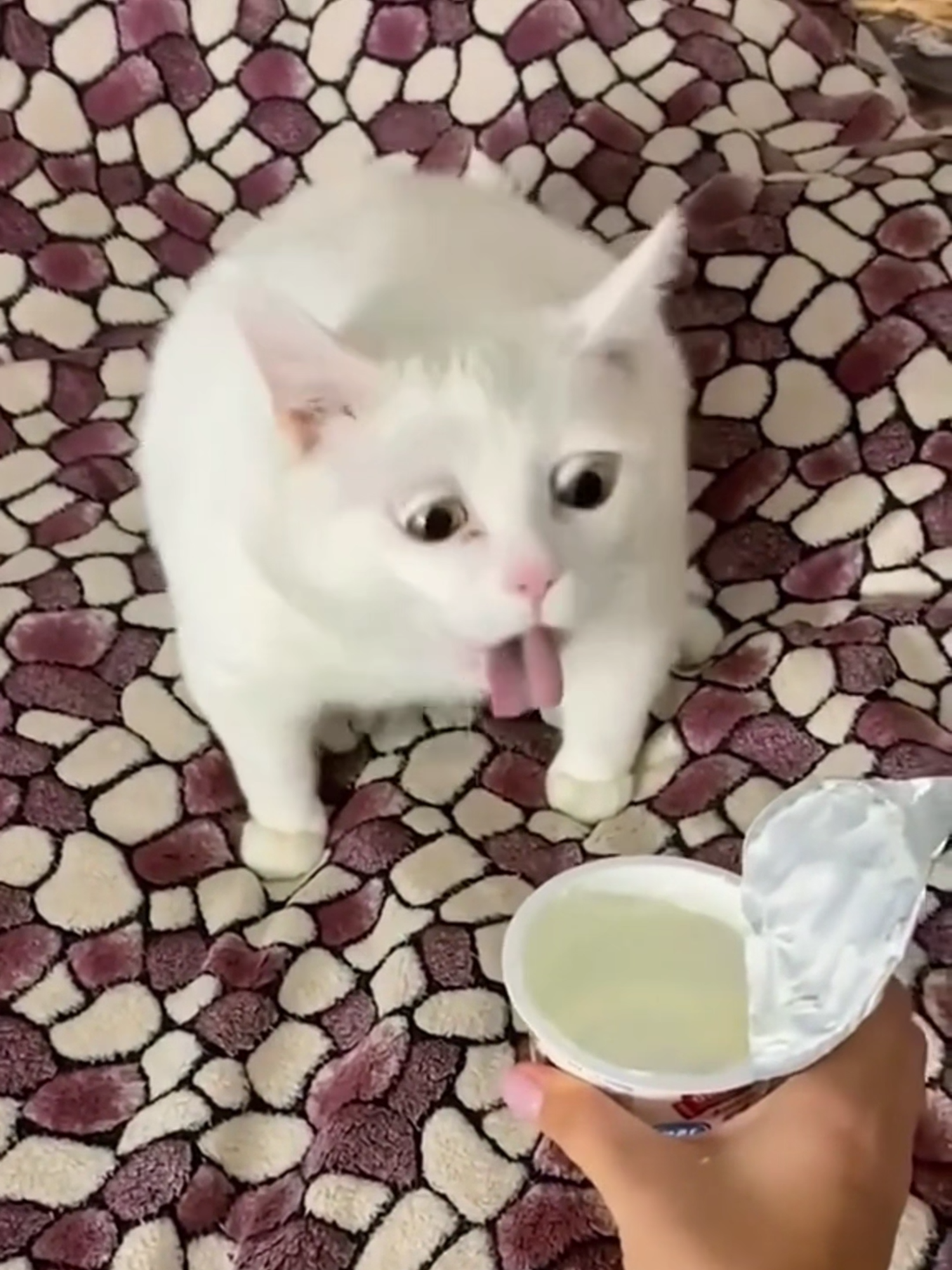 Cats That Will Have You Laughing Nonstop! 😂🐾 #funnycatvideos #cutecat #pets #animals #catsoftiktok #relaxing #viralvideos #trendingvideo #funnyvideos😂 #adorable