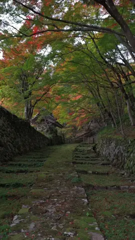 湖東三山である百済寺 苔むす石垣参道から見上げる紅葉が絶景すぎました✨ The view of the autumn leaves from the moss-covered stone steps leading up to Hyakusaiji Temple in the Three Mountains of Lake East was absolutely breathtaking! ✨ #japantravel  #shigatrip  #湖東三山  #百済寺 